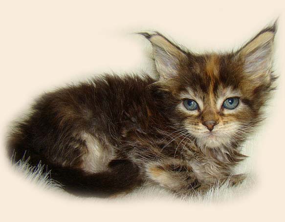     Catsvill County!   !    !       !!!    Catsvill County +7-926-544-74-09     .   ,   ,   ,    ,   ,  ,     ,   -,    ,   !